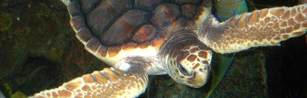 Loggerhead Sea Turtle
