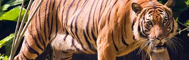 Malayan Tiger