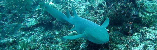 Nurse Shark