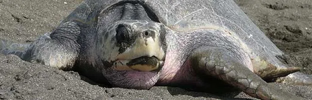 Olive Ridley Sea Turtle