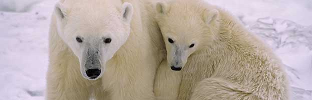 Polar Bear Communication