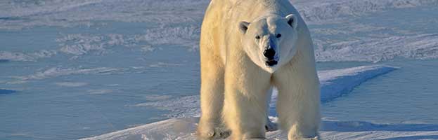 Polar Bear Conservation
