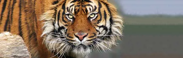 Sumatran Tiger