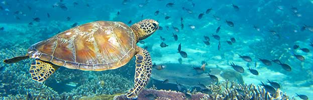 Green Sea Turtle