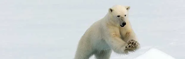 Polar Bear Evolution