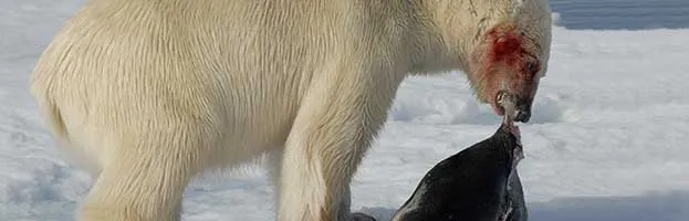 Polar Bear Feeding