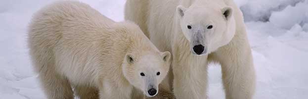 Polar Bear Reproduction