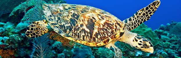 Sea Turtle Anatomy