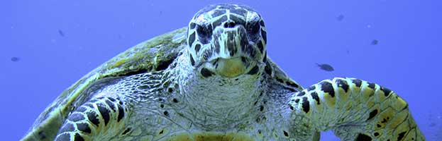 Sea Turtle Conservation