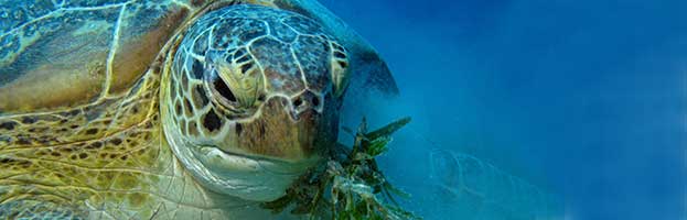 Sea Turtles Feeding