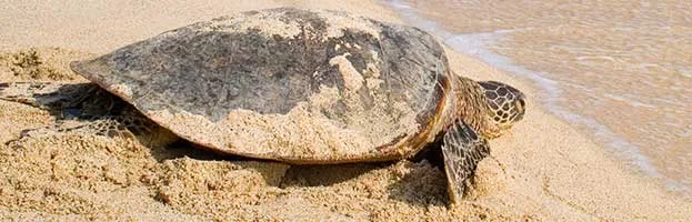 Sea Turtle Reproduction