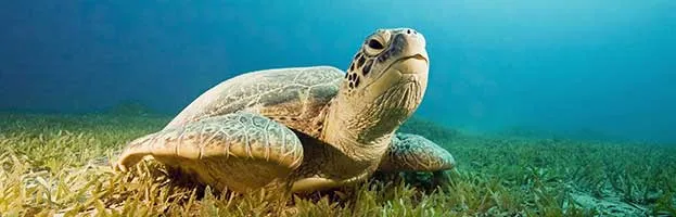 Sea Turtles Habitat and Distribution