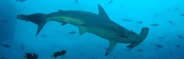 Shark Anatomy