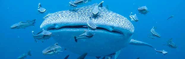 Shark Feeding