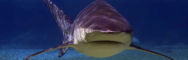 Sharks Habitat and Distribution