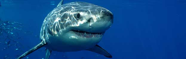 Shark Reproduction