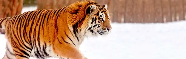 Siberian Tiger