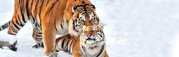 Tiger Reproduction