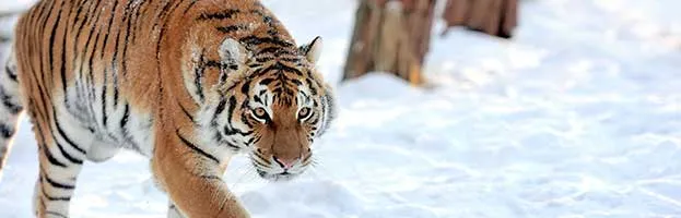 Tiger Taxonomy and Evolution