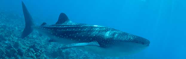 Whale Shark