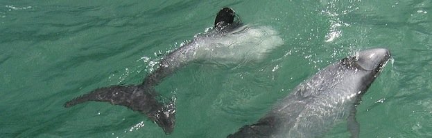 Hector’s Dolphin