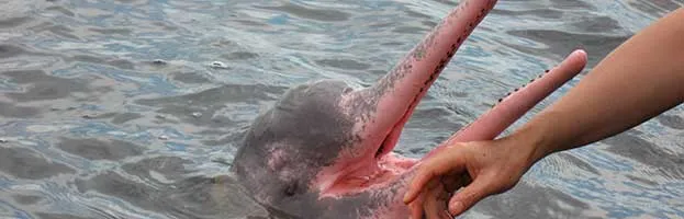 Amazon River Dolphin