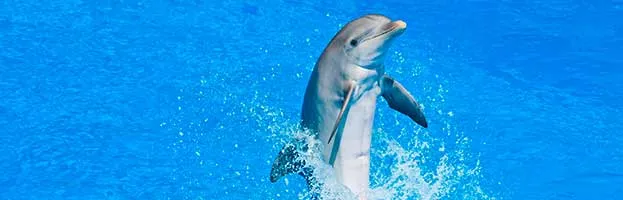 Bottlenose Dolphin
