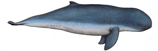 Irrawaddy Dolphin