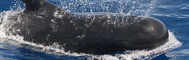 Pilot Whale