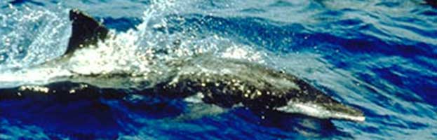 Rough-Toothed Dolphin