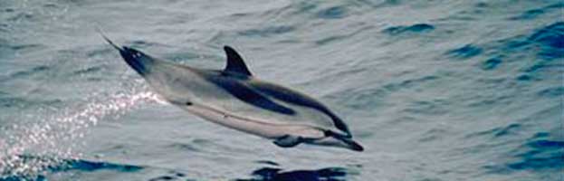 Striped Dolphin