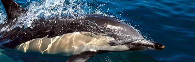 Common Dolphin