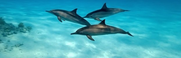 Dolphin Echolocation