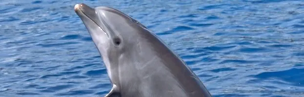 Dolphin Species