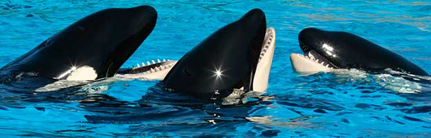 Killer Whale