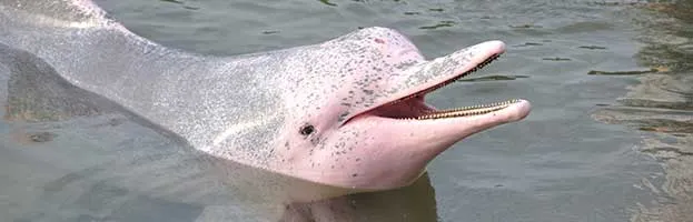 River Dolphins