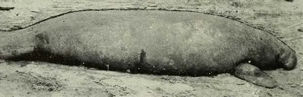African Manatee