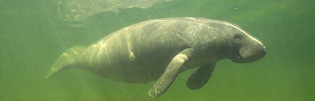 Manatee Anatomy