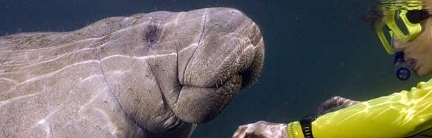 Manatee Communication