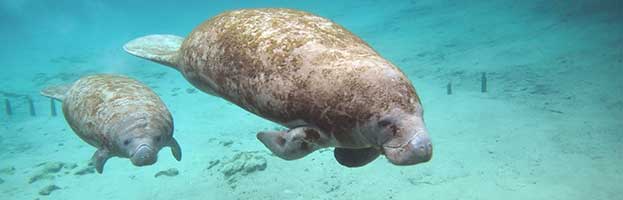 Manatee Reproduction