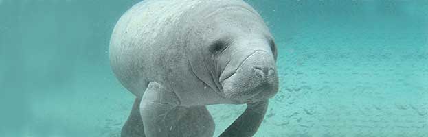 Manatee Species