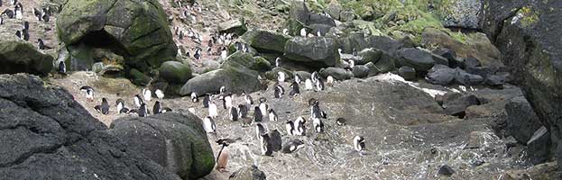 Erect Crested Penguin