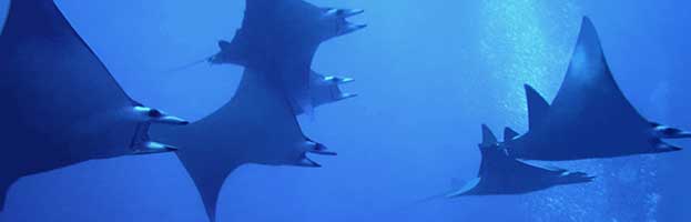 Manta Ray Behavior