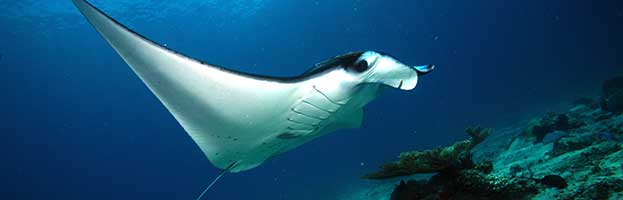 Manta Ray Habitat