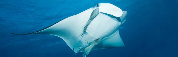 Reef Manta Ray