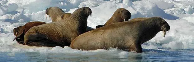 Walrus Habitat and Distribution
