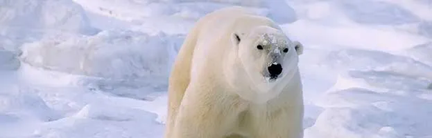 Walrus Predators and Conservation