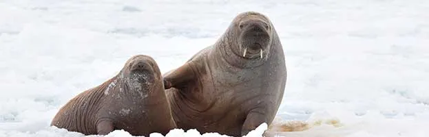 Walrus Reproduction