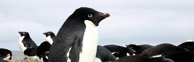 Adélie Penguin