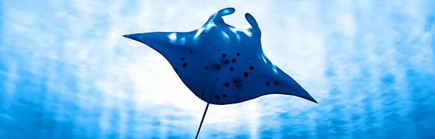 Manta Ray